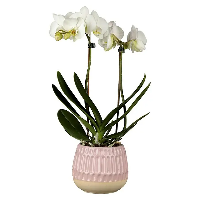 Piardino Schmetterlingsorchidee in Keramik - Phalaenopsis Hybriden, Topfgröße: 9 cm, Weiß/Rosa - Vorderansicht