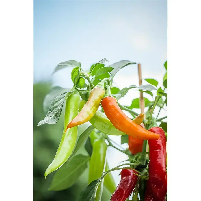 Blu Bio Chili Zwerg - Capsicum anuum, 12 cm - Detailaufnahme