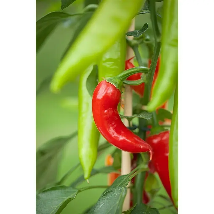 Blu Bio Chili Zwerg - Capsicum anuum, 12 cm - Detailaufnahme