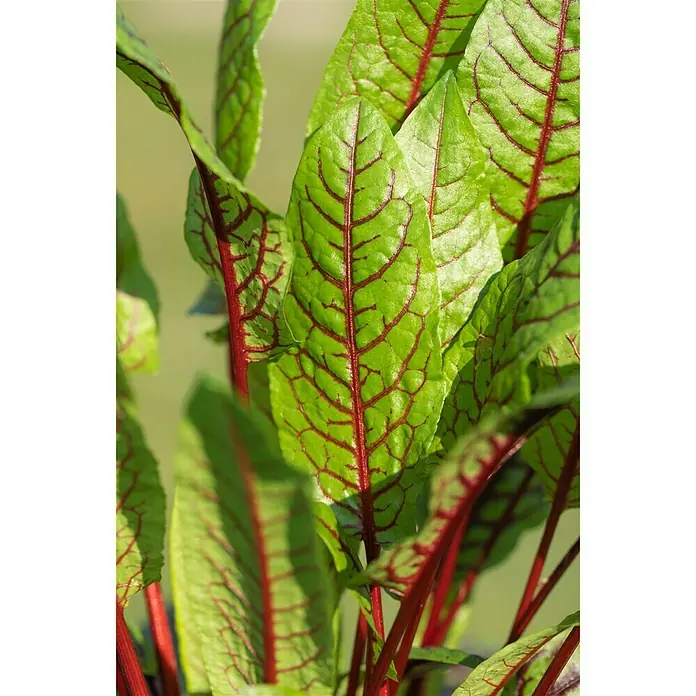 Blu Bio Sauerampfer Rotblättrig - Rumex sanguineus, Topfgröße: 12 cm - Detailaufnahme