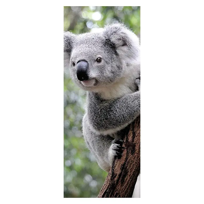 SanDesign Alu-Verbundplatte - 100 x 250 cm, Cute Koala - Vorderansicht