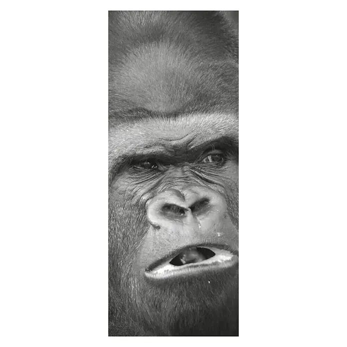 SanDesign Alu-Verbundplatte - 100 x 250 cm, Scary Monkey - Vorderansicht