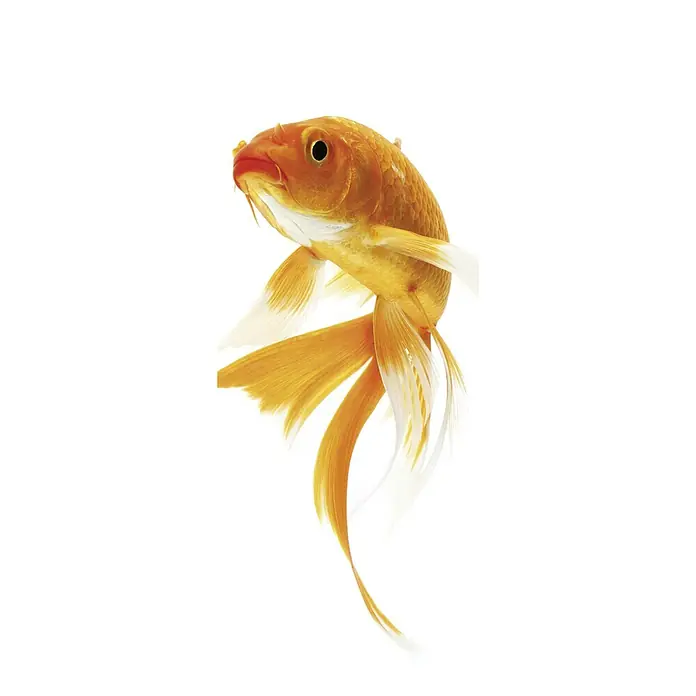 SanDesign Acryl-Verbundplatte - 100 x 250 cm, Goldfish - Vorderansicht