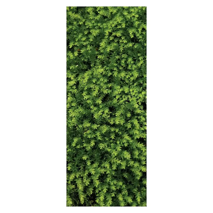 SanDesign Acryl-Verbundplatte - 100 x 250 cm, Fern - Vorderansicht