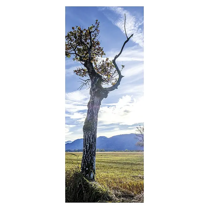 SanDesign Acryl-Verbundplatte - 100 x 250 cm, Lonely Tree - Vorderansicht