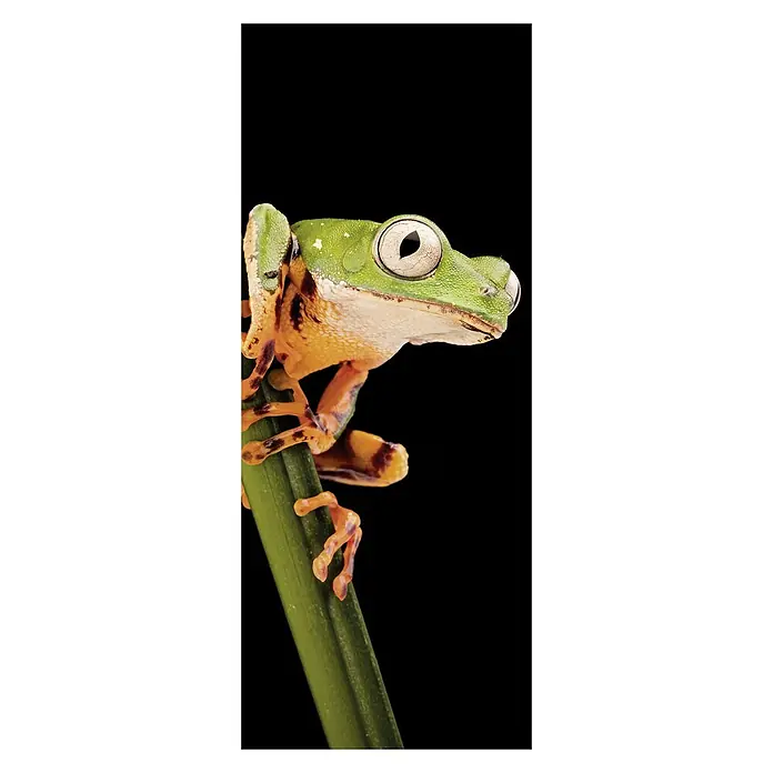 SanDesign Alu-Verbundplatte - 100 x 250 cm, Frog - Vorderansicht