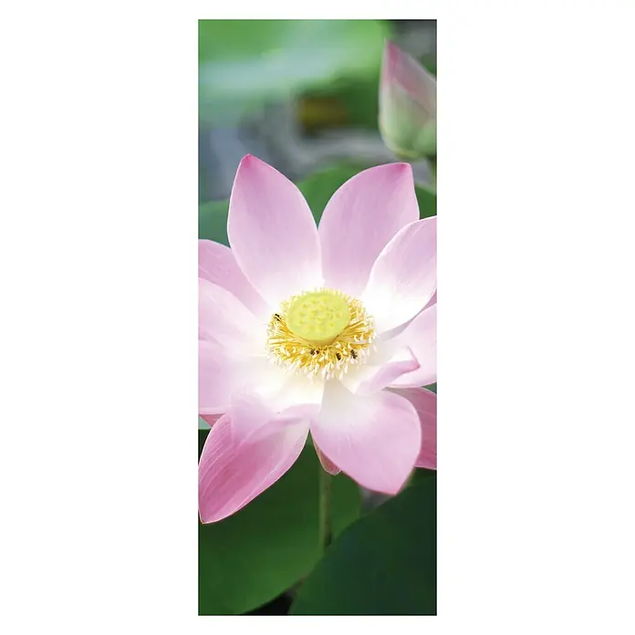 SanDesign Alu-Verbundplatte - 100 x 250 cm, Pink Water Lily - Vorderansicht