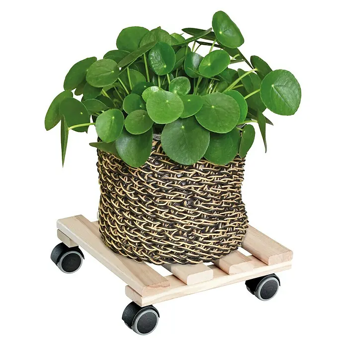 Gardol Soporte con ruedas para plantas Classic Soft - Cuadrado, Haya, Carga máx.: 100 kg - Producto en uso