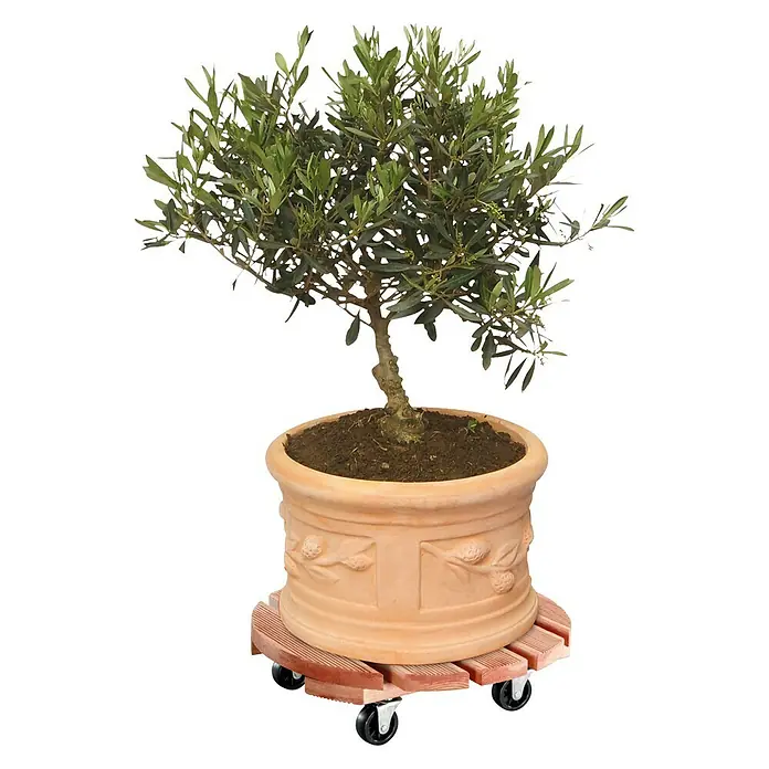 Gardol Pflanzenroller Florenz - Durchmesser: 37,5 cm, Kiefer - Anwendungsbeispiel