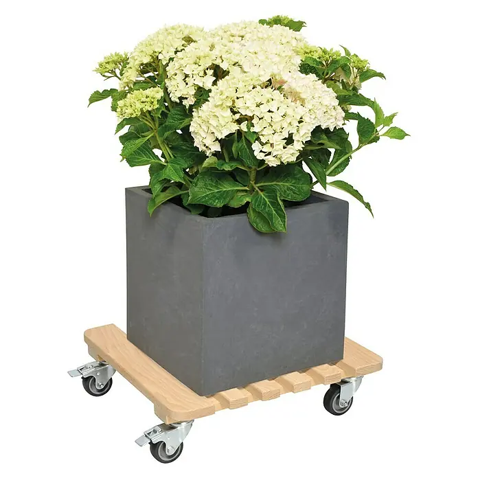 Gardol Podložak za biljke s kotačićima Classic Soft - Pravokutno, Bukva, Maksimalna nosivost: 200 kg - Proizvod u upotrebi
