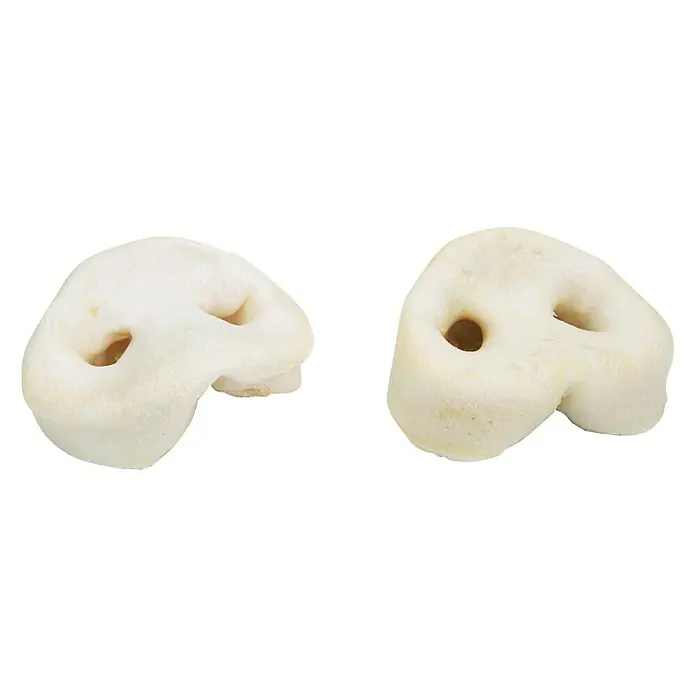 Beeztees Snack para perros Nariz de cerdo - 5 ud., Tostado