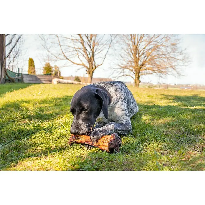 Beeztees Snack para perros Huesos de vaca - 1 ud., XL - Vista frontal