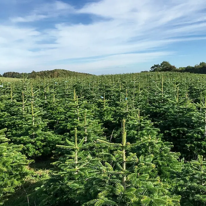 Piardino Nordmann kerstboom - 175 cm - 200 cm, Kerstboom, Gezaagd