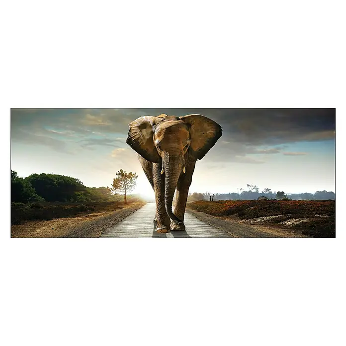 Glasbild - Elephant, B x H: 125 x 50 cm - Vorderansicht
