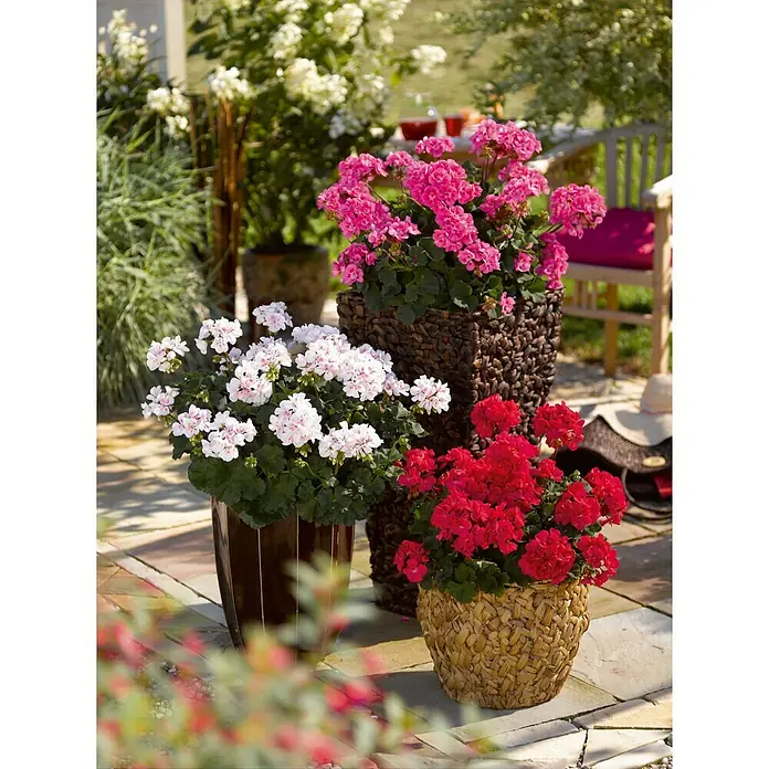 Zonal-Pelargonie - Pelargonium zonale 'Toscana', Topfgröße: 12 cm, Sortenabhängig - Stimmungsaufnahme