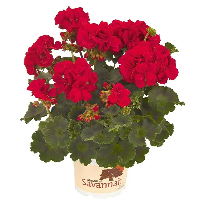Zonal-Pelargonie - Pelargonium zonale 'Savannah', Topfgröße: 12 cm - Vorderansicht