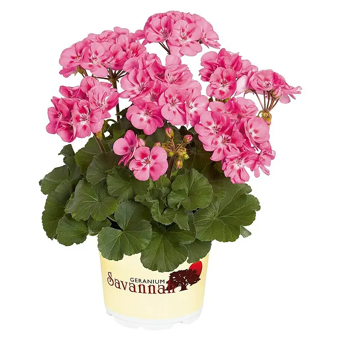 Zonal-Pelargonie - Pelargonium zonale 'Savannah', Topfgröße: 12 cm - Vorderansicht