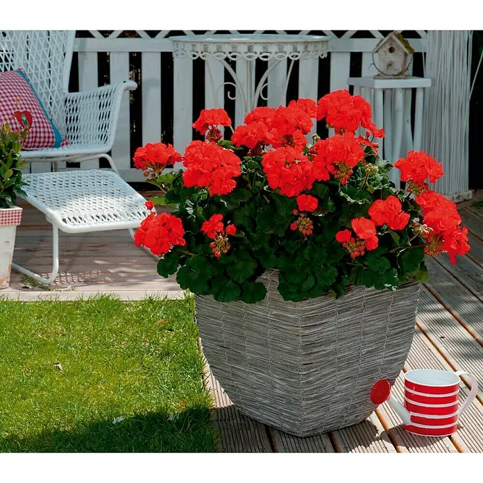 Zonal-Pelargonie - Pelargonium zonale 'Toscana', Topfgröße: 12 cm, Sortenabhängig - Stimmungsaufnahme