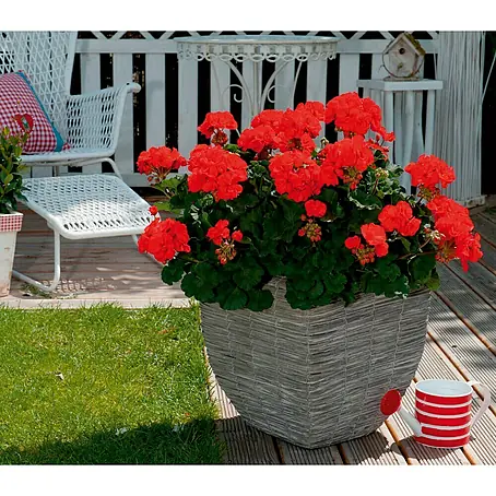 Pelargonie