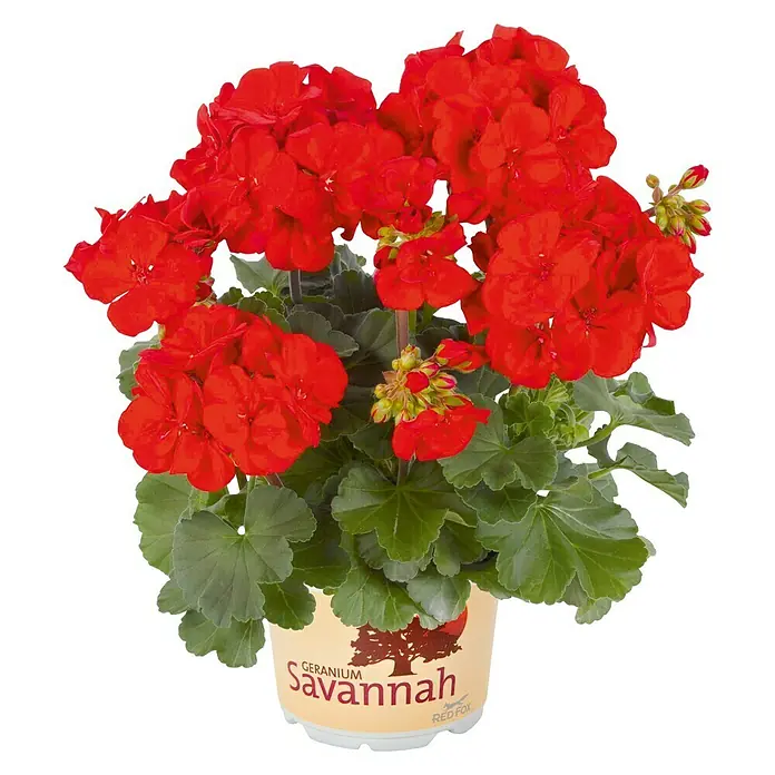 Zonal-Pelargonie - Pelargonium zonale 'Savannah', Topfgröße: 12 cm - Vorderansicht