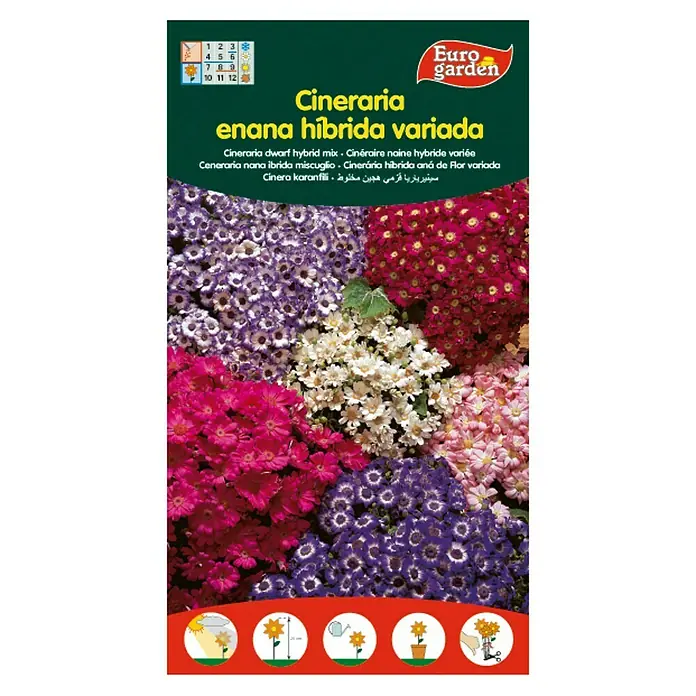 Euro Garden Semillas de flores Cinearia Enana Hibrida - Época de floración: Enero