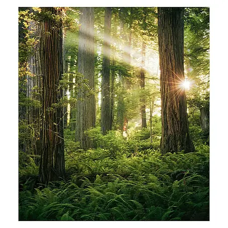 Komar Stefan Hefele Edition 2 Fototapete Goblins Woods