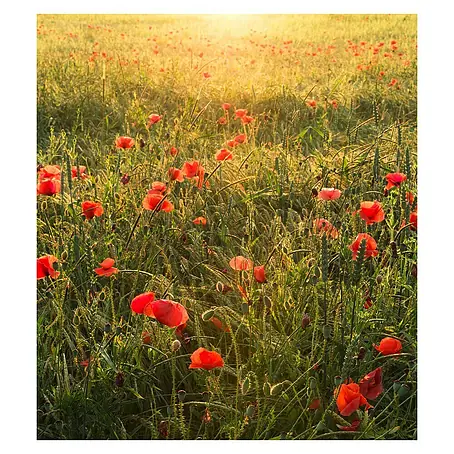 Komar Stefan Hefele Edition 2 Fototapete Poppy World