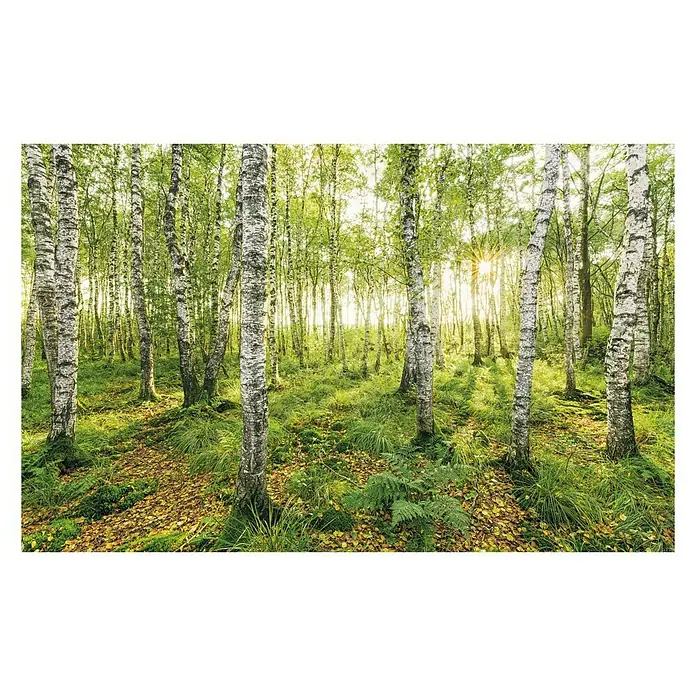 Komar Stefan Hefele Edition 1 Fototapete Birch Trees - 4 -tlg., B x H: 400 x 250 cm, Vlies - Vorderansicht