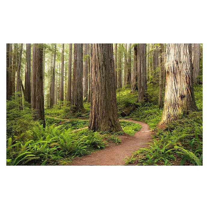 Komar Stefan Hefele Edition 2 Fototapete Redwood Trail - 9 -tlg., B x H: 450 x 280 cm, Vlies - Vorderansicht