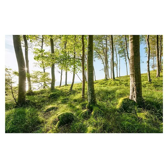 Komar Stefan Hefele Edition 2 Fototapete Zauberhaftes Buchenspektakel - 9 -tlg., B x H: 450 x 280 cm, Vlies - Vorderansicht