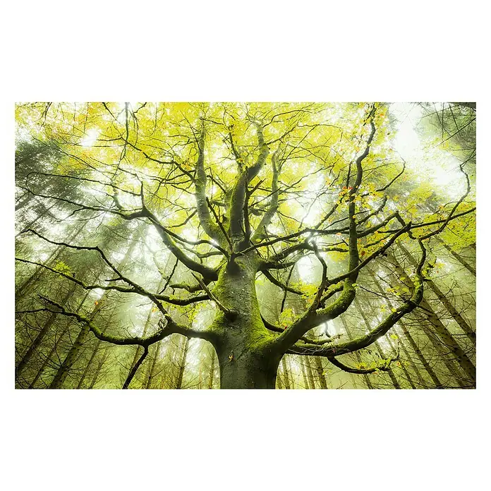 Komar Stefan Hefele Edition 2 Fototapete Der Traumbaum - 9 -tlg., B x H: 450 x 280 cm, Vlies - Vorderansicht