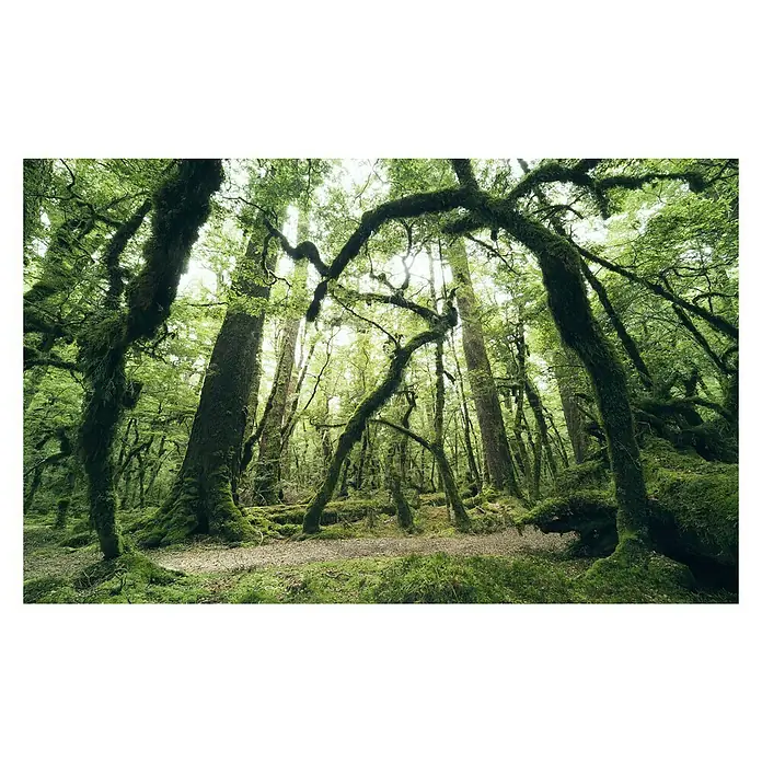Komar Stefan Hefele Edition 2 Fototapete Ancient Green - 9 -tlg., B x H: 450 x 280 cm, Vlies - Vorderansicht