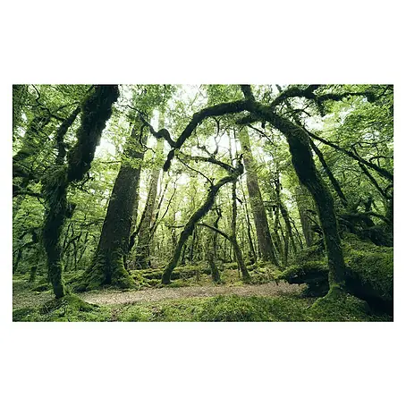 Komar Stefan Hefele Edition 2 Fototapete Ancient Green
