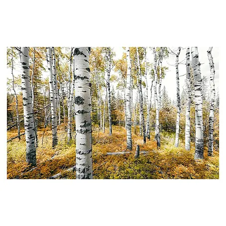 Komar Stefan Hefele Edition 2 Fototapete Colorful Aspenwoods