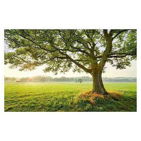 Komar Stefan Hefele Edition 2 Fototapete The Magic Tree