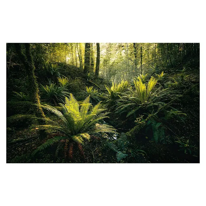 Komar Stefan Hefele Edition 2 Fototapete Fjordland Woods - 9 -tlg., B x H: 450 x 280 cm, Vlies - Vorderansicht