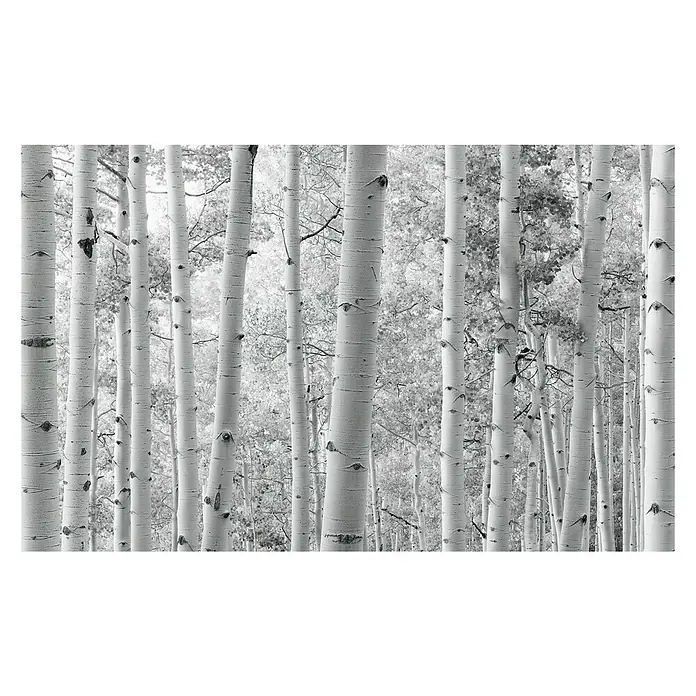 Komar Stefan Hefele Edition 2 Fototapete Espenwald - 9 -tlg., B x H: 450 x 280 cm, Vlies - Vorderansicht