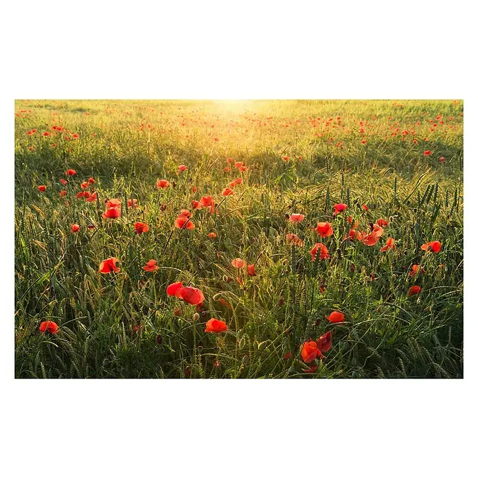 Komar Stefan Hefele Edition 2 Fototapete Poppy World - 9 -tlg., B x H: 450 x 280 cm, Vlies - Vorderansicht