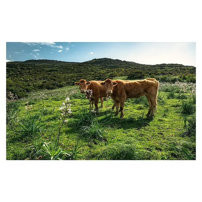 Komar Stefan Hefele Edition 2 Fototapete Kuhparadies - 9 -tlg., B x H: 450 x 280 cm, Vlies - Vorderansicht
