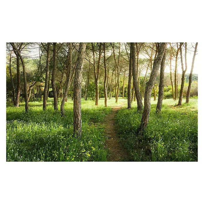 Komar Stefan Hefele Edition 2 Fototapete Blütenzauberwald - 9 -tlg., B x H: 450 x 280 cm, Vlies - Vorderansicht