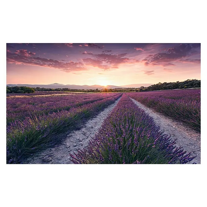 Komar Stefan Hefele Edition 2 Fototapete Lavender Dream - 9 -tlg., B x H: 450 x 280 cm, Vlies - Vorderansicht
