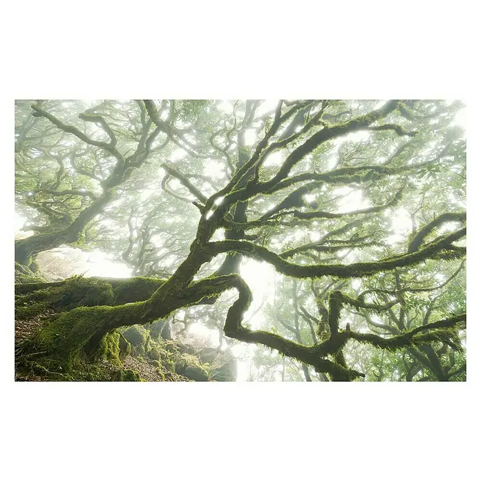 Komar Pure Fototapete The Forgotten Forest - 4 -tlg., B x H: 400 x 250 cm, Vlies - Vorderansicht