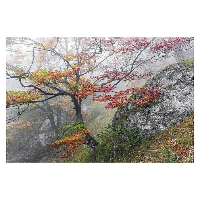 Komar Stefan Hefele Edition 1 Fototapete Euphoria - 3 -tlg., B x H: 300 x 200 cm, Vlies - Vorderansicht