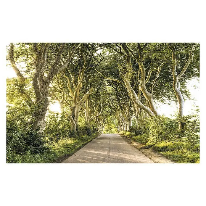Komar Stefan Hefele Edition 1 Fototapete Golden Hedges - 4 -tlg., B x H: 400 x 250 cm, Vlies - Vorderansicht
