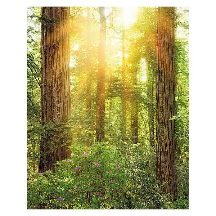 Komar Stefan Hefele Edition 1 Fototapete Redwood - 2 -tlg., B x H: 200 x 250 cm, Vlies - Vorderansicht