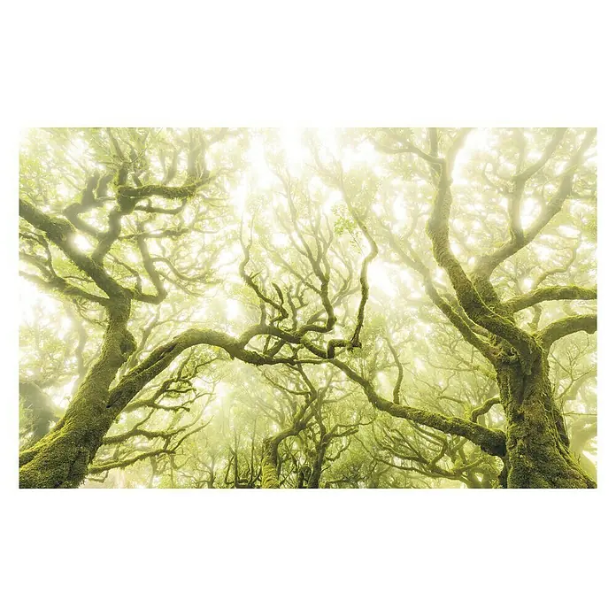 Komar Stefan Hefele Edition 1 Fototapete Green Fire - 4 -tlg., B x H: 400 x 250 cm, Vlies - Vorderansicht