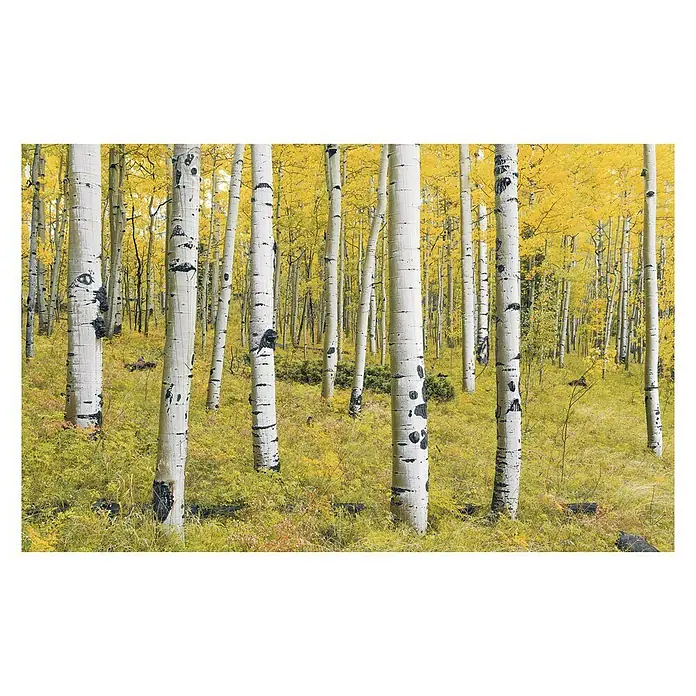 Komar Stefan Hefele Edition 1 Fototapete Orange Forest - 4 -tlg., B x H: 400 x 250 cm, Vlies - Vorderansicht