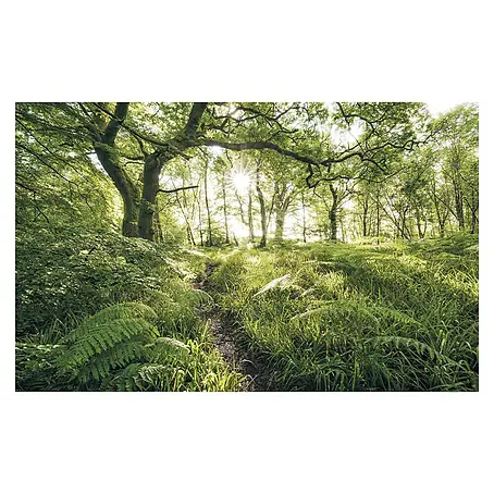 Komar Stefan Hefele Edition 1 Fototapete Mystic Path