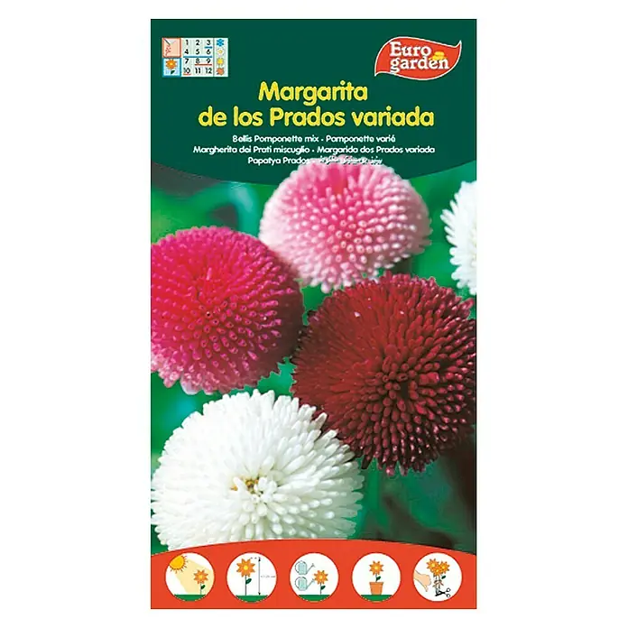 Euro Garden Semillas de flores Margarita de los Prados Variada - Época de floración: Marzo