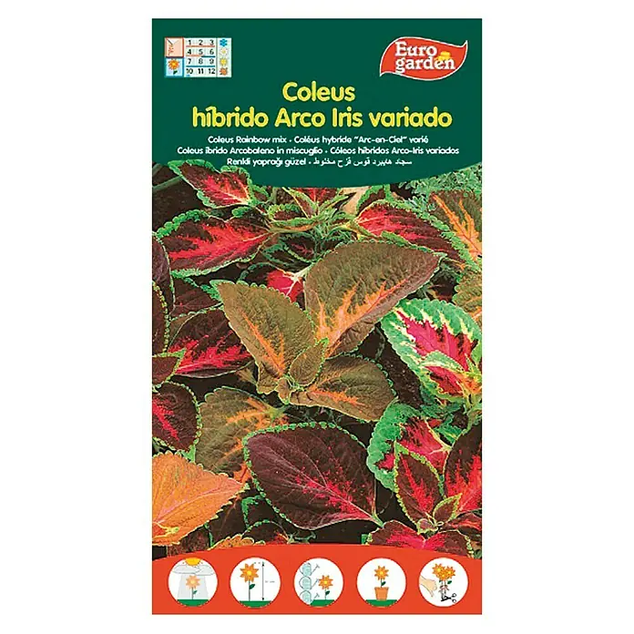 Euro Garden Semillas de flores Coleus Hibrido Arcoiris - Época de floración: Junio